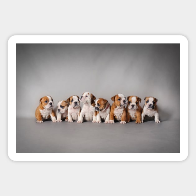 Eight Bulldog puppies Sticker by PetsArt